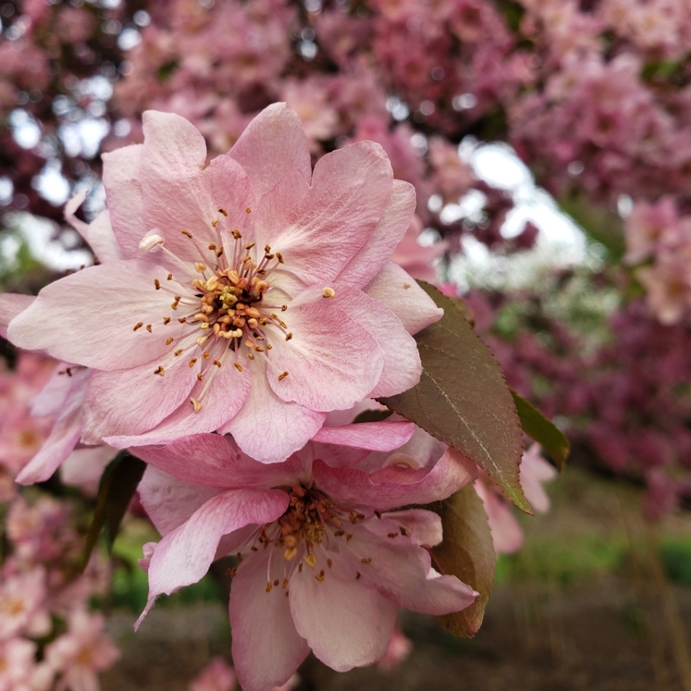 Meet your Posher, Caitlin